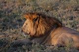 TANZANIA - Serengeti National Park - Leoni Lions - 69